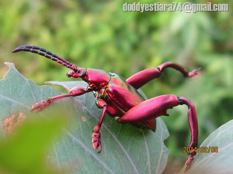Kumbang Kaki Kodok – Sagra sp._2