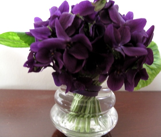[violets%255B4%255D.jpg]
