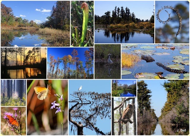 71 Okefenokee NWR 2012-1355