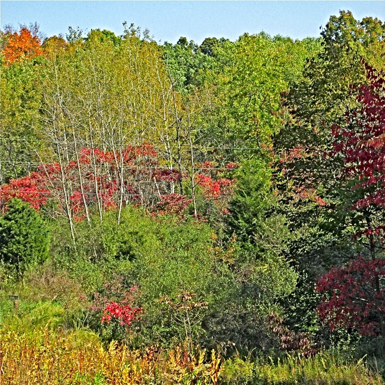 [A---trees-fall-colors4.jpg]
