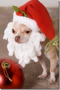 perro gorritos navidad (15)