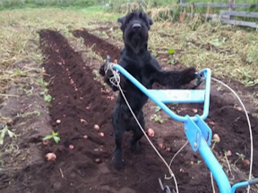 Четвероногий помощник