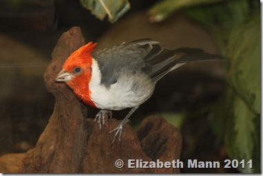 This is a Red-crested Cardinal. They live in Southeastern South America and were introduced into Hawaii. This little bird is a beautiful tropical sight!