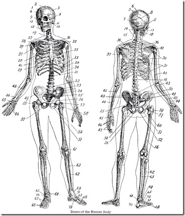 Vintage-Anatomy-Skeleton-Images-GraphicsFairy