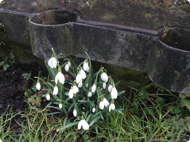 stocks and snowdrops