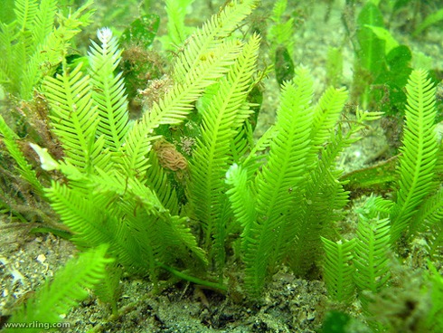 [Caulerpa%2520taxifolia%255B2%255D.jpg]