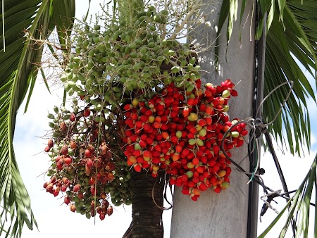 20. Flori tropicale.JPG