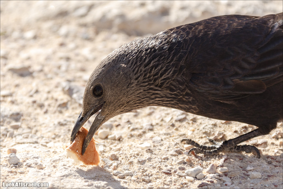 LookAtIsrael.com - Танцующие птицы в крепости Массада | Dancing birds in Massada