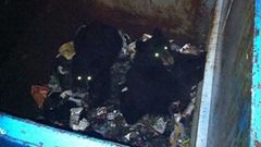 bears-dumpster