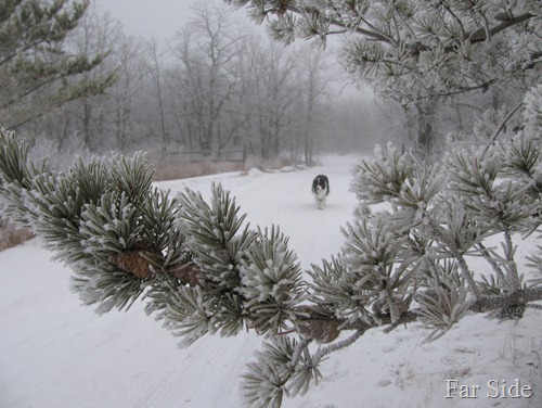 Chance and a Frosty Morning February