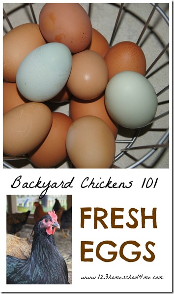 Backyard Chickens 101 - Fresh Eggs Backyard Chickens 101 - Fresh Eggs