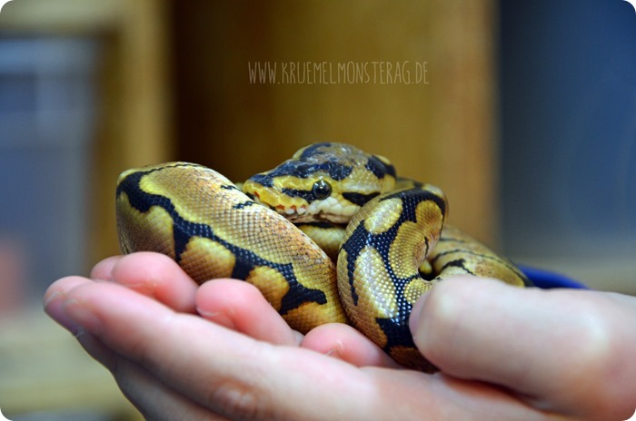 Python (02) von PB Snakes 311214