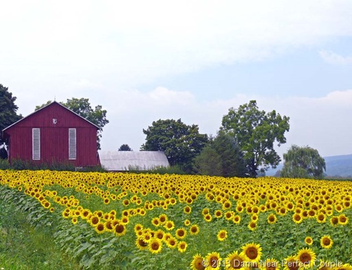 Sunflower Field1