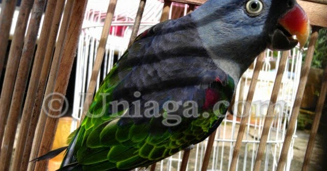 45+ Burung serindit muda terbaru
