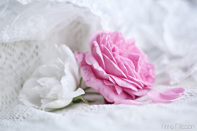 vit och rosa ros