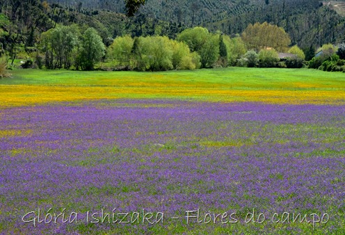 Glória Ishizaka - flores do campo 4