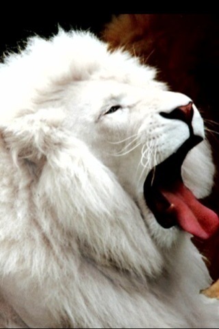 White-lion-iphone-wallpaper