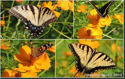 butterflies collage