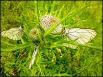 Farfalle Pieride del Biancospino
