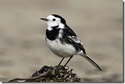 Pied Wagtail-8D3E5647