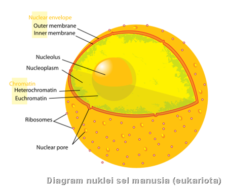Diagram nuklei sel manusia