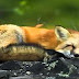 FUNNY VIDEOS: Funny Cats - Love - Funny Animals - Funny Dogs - Funny Monkey - Bunny - Guin