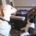 Dogs and cats meeting for the first time Cute and funny dog & cat compilation