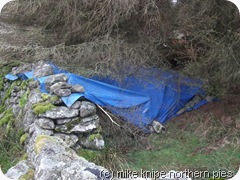 dofe tarp shelter