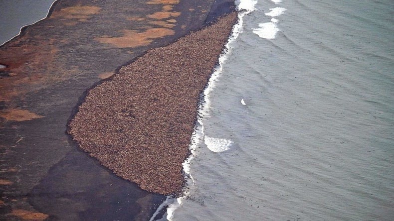 walrus-ashore-alaska-2