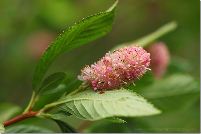 pink clethra flowering bush - photo by Adrienne Zwart of adrienneinohio.blogspot.com