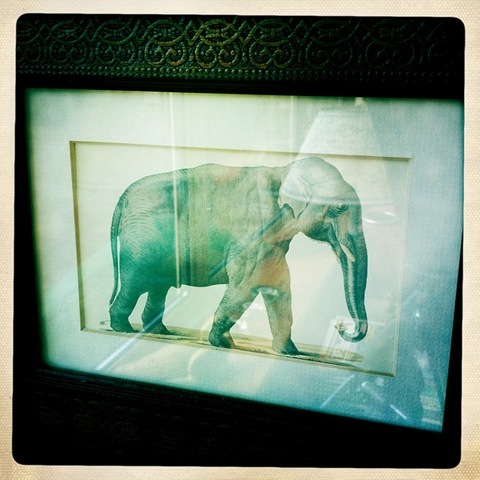 June - an elephant