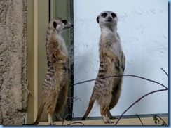 0255 Alberta Calgary - Calgary Zoo Destination Africa - African Savannah - Slender-Tailed Meerkats