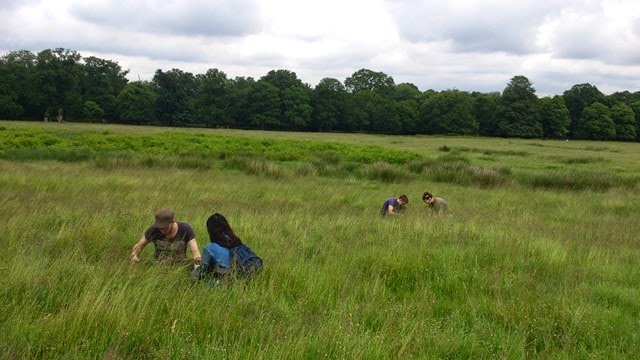 Earthworm Society of Britain members survey for earthworms in grassland in Richmond Park