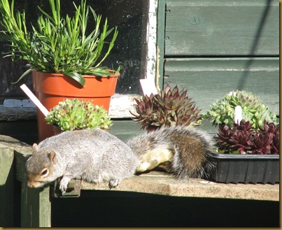 20120514 sleeping squirrel