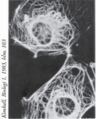 struktur filamen intermediat
