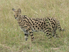 Serval_in_Tanzania