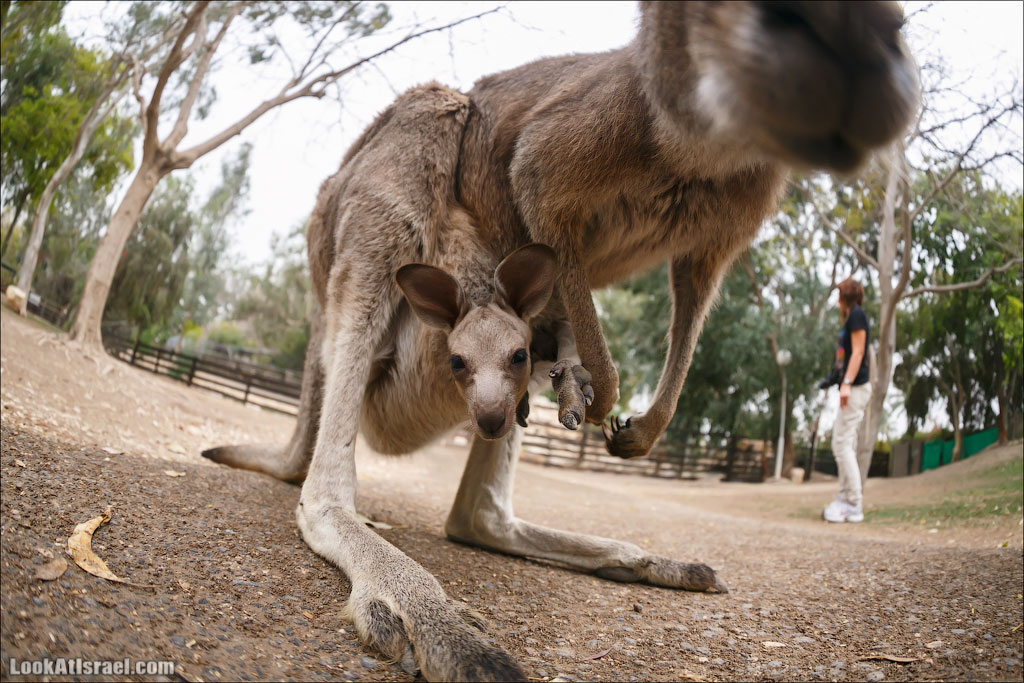 Ган Гуру - парк с кенгуру и другими австралийскими животными | Gan Guru | גן גורו | LookAtIsrael.com - Фото путешествия по Израилю