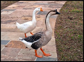 02 - Chinese Geese greeted us at the door