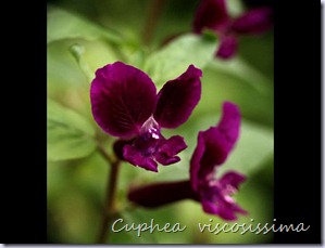 Cuphea-viscosissima2