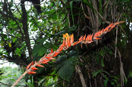 Flora Costa Rica: Inflorescenta in padurea tropicala