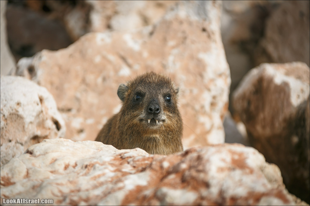 Даманы - израильские родственники слонов | LookAtIsrael.com - Фото путешествия по Израилю