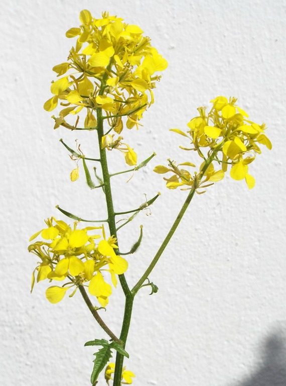 [bright-yellow-petals7.jpg]