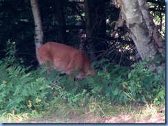 7399 Restoule Provincial Park - deer seen when walking back to campsite