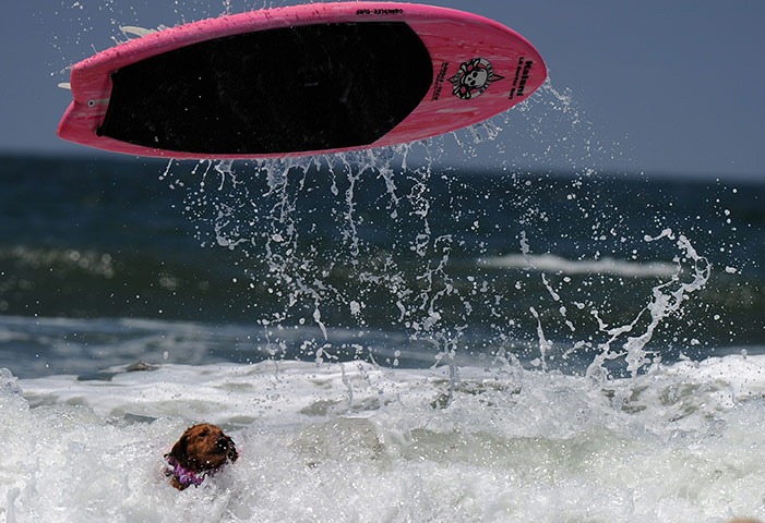 6th-surf-dog-comp9