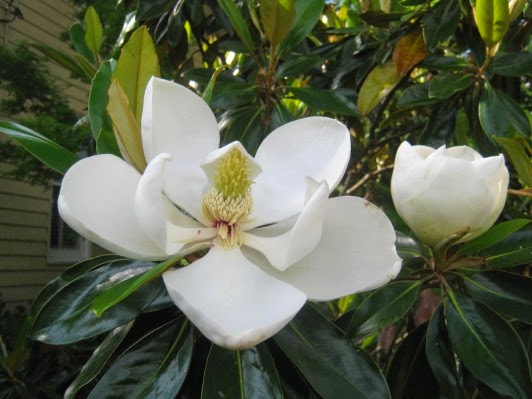 [magnolia_flower74.jpg]