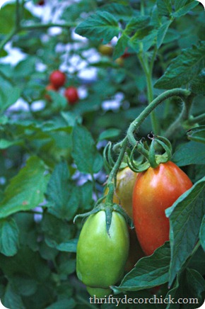 roma tomato plant