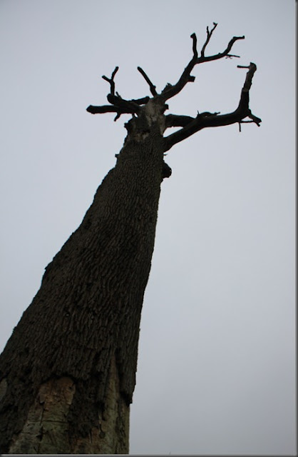 LA GAZETTE DE BIBI LE CHENE JUPITER Foret de Fontainebleau