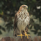 Cooper's Hawk (immature)