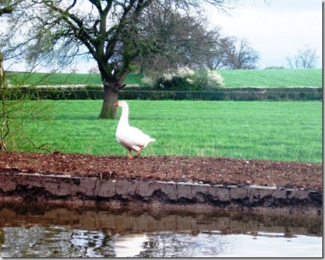 1 canal, goose and hedgerow