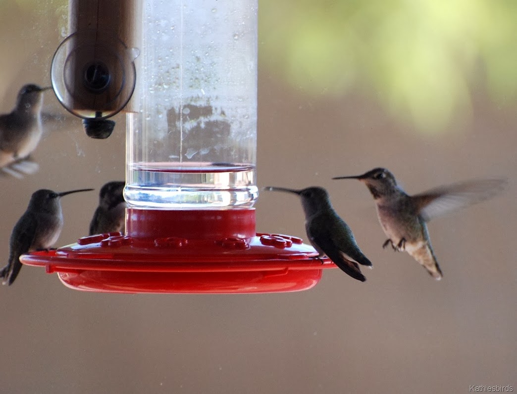 [Hummingbird%2520feeding%2520frenzy%252010-29-2009%255B3%255D.jpg]